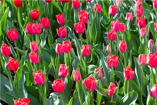  - Tulipa 'Ile de France'