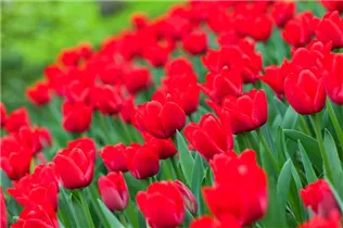  - Tulipa 'Ile de France'