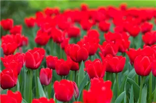  - Tulipa 'Ile de France'