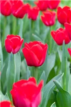  - Tulipa 'Ile de France'