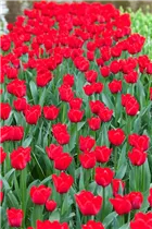  - Tulipa 'Ile de France'