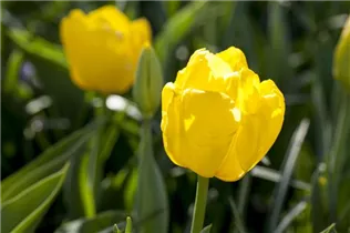 Blumenzwiebeln - Tulpen Kikomachi x10