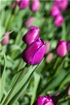 Blumenzwiebeln - Tulpen Negrita x10