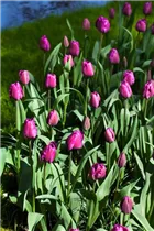 Blumenzwiebeln - Tulpen Negrita x10