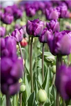 Blumenzwiebeln - Tulpen Negrita x10