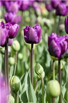 Blumenzwiebeln - Tulpen Negrita x10