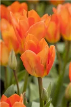 Blumenzwiebeln - Tulpen Orange Emperor Fosteriana 6 Stück - Orange Blumenzwiebeln - Tulpen Orange Emperor Fosteriana 6 Stück - Orange