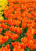  - Tulipa fosteriana 'Orange Emperor'