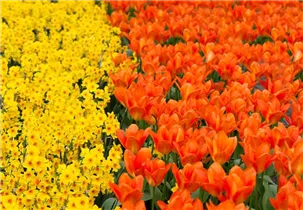  - Tulipa fosteriana 'Orange Emperor'