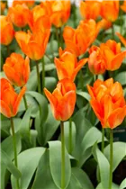 Blumenzwiebeln - Tulpen Orange Emperor Fosteriana 6 Stück - Orange Blumenzwiebeln - Tulpen Orange Emperor Fosteriana 6 Stück - Orange