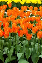  - Tulipa fosteriana 'Orange Emperor'