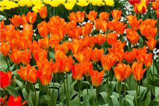  - Tulipa fosteriana 'Orange Emperor'