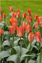  - Tulipa fosteriana 'Orange Emperor'