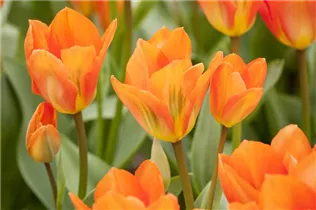  - Tulipa fosteriana 'Orange Emperor'