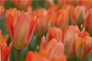  - Tulipa fosteriana 'Orange Emperor'