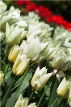 Blumenzwiebeln - Tulpen Purissima x10