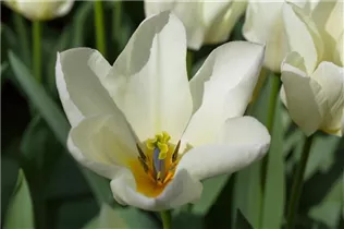 Blumenzwiebeln - Tulpen Purissima x10