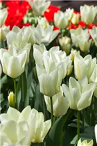 Blumenzwiebeln - Tulpen Purissima x10