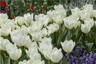 Blumenzwiebeln - Tulpen Purissima x10