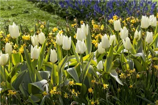 Blumenzwiebeln - Tulpen Purissima x10