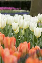 Blumenzwiebeln - Tulpen Purissima x10