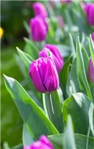 Blumenzwiebeln - Tulpen Purple Flag 20 Stück - Purpur-Violett