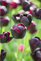 Blumenzwiebeln - Tulpen Queen of Night x10 Blumenzwiebeln - Tulpen Queen of Night x10