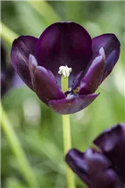 Blumenzwiebeln - Tulpen Queen of Night x10 Blumenzwiebeln - Tulpen Queen of Night x10