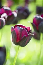 Blumenzwiebeln - Tulpen Queen of Night x10 Blumenzwiebeln - Tulpen Queen of Night x10