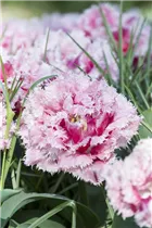 Blumenzwiebeln - Tulpen Queensland / Gefüllte gefr. rosa-weiße Rand, 8 Stück