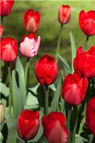 Blumenzwiebeln - Tulpen Red Impression x10