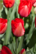Blumenzwiebeln - Tulpen Red Impression x10