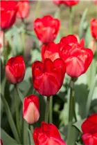 Blumenzwiebeln - Tulpen Red Impression x10