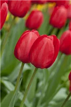 Blumenzwiebeln - Tulpen Red Impression x10