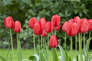 Blumenzwiebeln - Tulpen Red Impression x10
