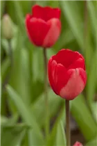 Blumenzwiebeln - Tulpen Red Impression x10