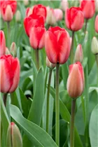 Blumenzwiebeln - Tulpen Red Impression x10