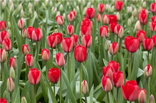 Blumenzwiebeln - Tulpen Red Impression x10