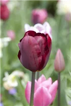 Blumenzwiebeln - Tulpen Ronaldo Triumph schwarz rot, 10 Stück