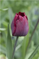 Blumenzwiebeln - Tulpen Ronaldo