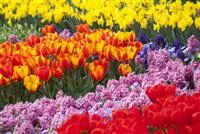 - Bunter Frühling mit Blumenzwiebel und Co. – eine Übersicht  - Bunter Frühling mit Blumenzwiebel und Co. – eine Übersicht