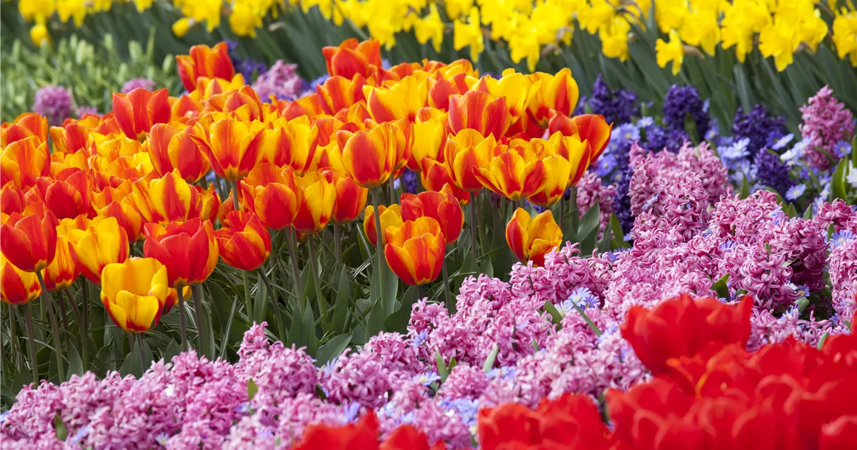  - Bunter Frühling mit Blumenzwiebel und Co. – eine Übersicht