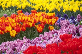 Blumenzwiebeln - Narzissen Iwona alpenveilchenartig 8 Stück