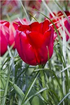 Blumenzwiebeln - Tulpen Seadov Triumph 6 Stück - Rot