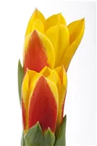  - Tulipa kaufmanniana