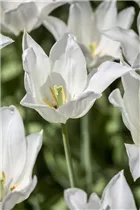 Blumenzwiebeln - Tulpen White Triumphator lilienblütig weiß, 10 Stück Blumenzwiebeln - Tulpen White Triumphator lilienblütig weiß, 10 Stück