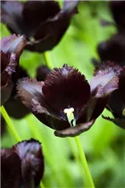 Blumenzwiebeln - Tulpen Vincent van Gogh Crispa purpur-schwarz, 8 Stück