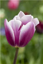 Blumenzwiebeln - Tulpen Synaeda Blue x10