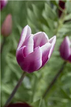 Blumenzwiebeln - Tulpen Synaeda Blue x10
