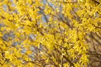- Forsythie – der goldene Frühlingsbote  - Forsythie – der goldene Frühlingsbote